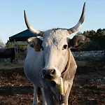Farma Donnapaola Modern Farm Altamura