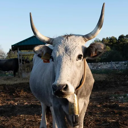 Gospodarstwo agroturystyczne Donnapaola Modern Farm Altamura