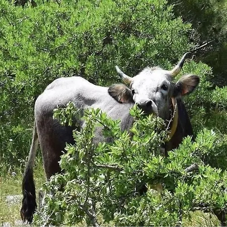 Bauernhof Donnapaola Modern Farm Altamura
