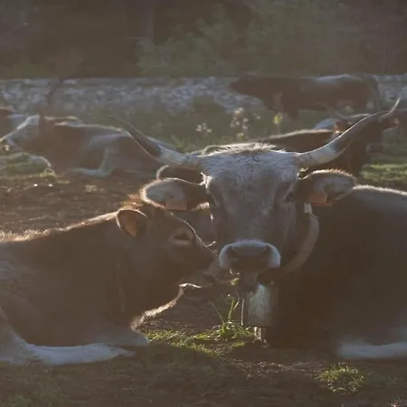Bauernhof Donnapaola Modern Farm *